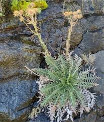 Image result for Berkheya