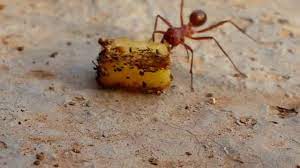 As a result, they care for and protect the aphids, while ensuring that they are properly fed on plant shoots. Ant Is Eating Potato Youtube