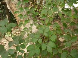 Image result for Crateva