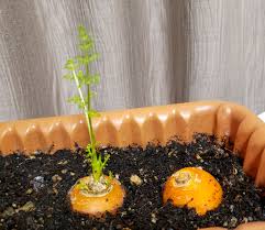 野菜くずで育てられる 再生野菜 とは 栽培におすすめの野菜もご紹介 2ページ目 Botanica
