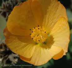 Image result for Abutilon sonneratianum