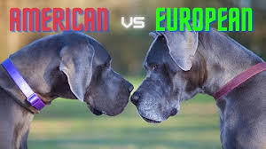 Advice from breed experts to make a safe choice. European Great Dane Rescue