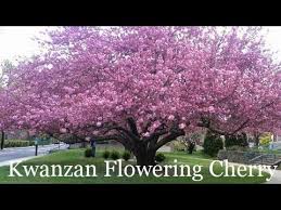 The kwanzan cherry tree's best feature is its enormous bundles of large double pink blossoms. Japanese Flowering Cherry Tree Plant Correctly Kwanzan Youtube