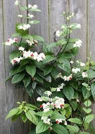 Pin On Flowers Plant Photos