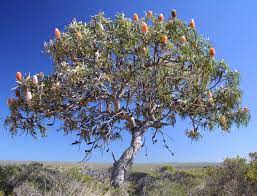 Banksia Prionotes Australian Native Plants Bonsai Unique Trees