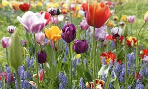 Find Plants By Plant Types