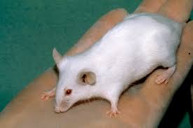 The rat brain in stereotaxic coordinates: Laboratory Mice And Rats