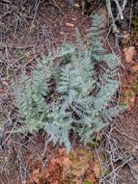 Image result for Pellaea angulosa