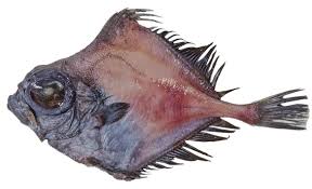 Image result for Oreosyce africana