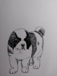 Black And White St Bernard Puppy St Bernard Puppy St Bernard Puppy Puppy Drawing St Bernard