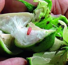 How to use bhaji in a sentence. à¤•à¤ª à¤¶ à¤š à¤¯ à¤®à¤¦à¤¤ à¤¸ à¤  à¤†à¤¤ à¤ª à¤• à¤• à¤ªà¤£ à¤ª à¤°à¤¯ à¤— à¤š à¤…à¤Ÿ Marathi News The Condition Of Crop Harvesting Experiment Is Now To Help Cotton Latest Akola News At Lokmat Com