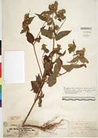 Image result for Aspilia ciliata