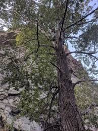 Rock Climb Guppy, Golden