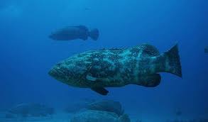 10 Magnificent Animals That Will Most Likely Go Extinct In Your Lifetime Grouper Fish Grouper Fish