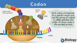Answered jun 11, 2019 by uzma (53.0k points) selected jun 11, 2019 by vikash kumar. Codon Definition And Examples Biology Online Dictionary
