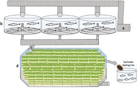 Fishmeal Replacement By Periphyton Reduces The Fish In Fish Out Ratio And Alimentation Cost In Gilthead Sea Bream Sparus Aurata Scientific Reports