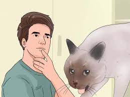 Response consistently and your family members and guests should do the same. How To Stop A Cat From Biting And Scratching With Pictures
