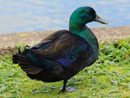 Black And Yellow Duckling Breed A Cayuga Duck Is A Medium Class Domesticated Duck Breeds That Has Been A Popular Variety In The Usa Since The 17th Century They Are Duck Breeds Animals Cayuga