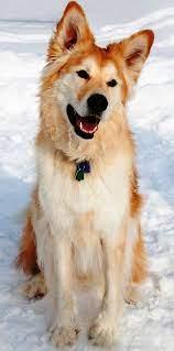 goberian mutts are my favourite golden retriever siberian husky imgur dogs dog breeds mixed breed dogs