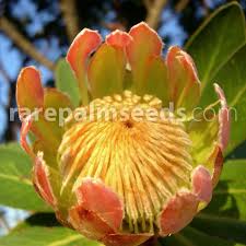 Image result for Protea rupestris