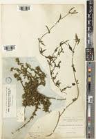 Image result for Spermacoce radiata