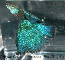 Guppy Types Guppy Associates International Chicago