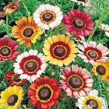 Daisy Seeds Painted Flower Seeds In Packets Bulk Eden Brothers Daisy Painting Flower Seeds Wildflower Seeds
