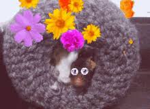 The perfect dog flower smile animated gif for your conversation. Sad Flowers Gifs Tenor