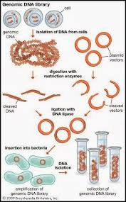 A cdna sequence is derived from the transcript by reverse transcription and will, therefore, also the definition of coding sequence is, to my mind, a little confusing. Difference Between Genomic And Cdna Library