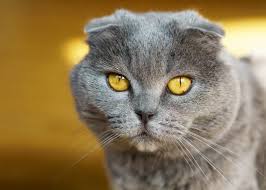 This breed, in fact, comes in a wide variety of coat colors and patterns. British Shorthair Cat The Complete Breed Guide Tuxedo Cat