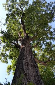 Image result for Carya illinoinensis