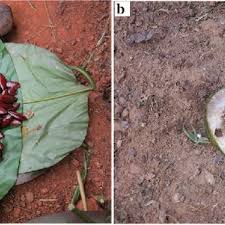 Image result for Klainedoxa gabonensis