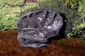 Image result for Exidia sp.