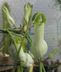 Image result for Ceropegia cyperifolia