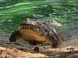 Playing Chicken With A Croc Wild Crocodile Crocodile Habitat Where Do Crocodiles Live