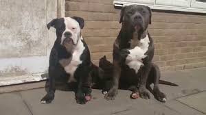 American bulldog mixes are an unusual crossbreed that is steadily gaining popularity. Black American Bulldog Puppies Picture Dog Breeders Guide
