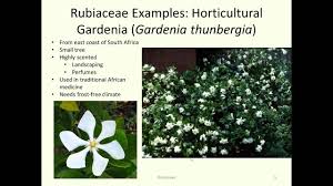 Image result for Rubiaceae