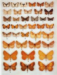 The Colour Identification Guide To Moths Of The British