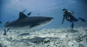 Diet and feeding habits tiger sharks will eat fish, turtles, crabs, clams, mammals, sea birds, reptiles. Tiger Shark Facts And Beyond Biology Dictionary