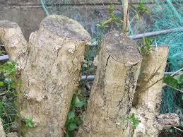 This approach requires up to several months to kill a stump. Tree Stump Killer 5 X Copper Nails Nail Kill Bush On Popscreen