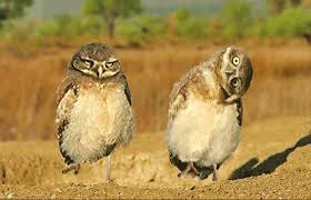 Owl we need is owls of course. Owls On Animated Gif Images Funny And Cute Owlets