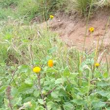 Image result for Crassocephalum vitellinum