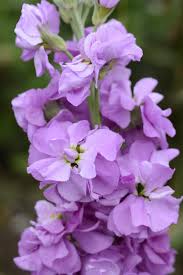 Image result for Matthiola