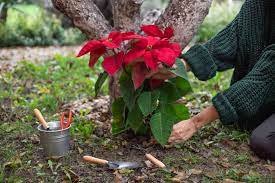 How Do I Keep Poinsettias Alive And Thriving For Next Christmas?