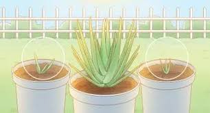 Jun 30, 2021 · how do you cut an aloe vera plant without killing it? How To Trim An Aloe Vera Plant 7 Steps With Pictures Wikihow