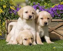 The three color variations seen in labrador retrievers are black, brown, and yellow. Yellow Labrador Puppies Poster By Jean Michel Labat