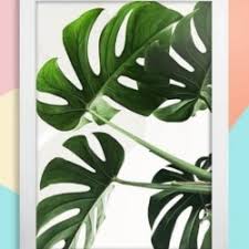 Talas (colocasia esculenta l) merupakan tumbuhan yang memiliki tangkai daun yang semu, berbentuk silindris dan memiliki umbi berwarna coklat muda, sedangkan pada bagian daun berbentuk. Jual Lukisan Daun Di Jawa Barat Harga Terbaru 2021