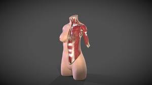 When the muscle contracts, it achieves flexion of the vertebral column…taking your entire torso and anatomy is hard to learn. Female Torso Muscle Anatomy Buy Royalty Free 3d Model By Ebers Ebers E3e6fcc