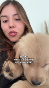 Experimento Social con Rocco el Labrador