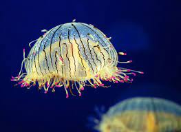 The Flower Hat Jellyfish Is A Rare Species And Is Generally Small In Size With A Width Of Just About Six Inches It Ocean Creatures Jellyfish Species Jellyfish